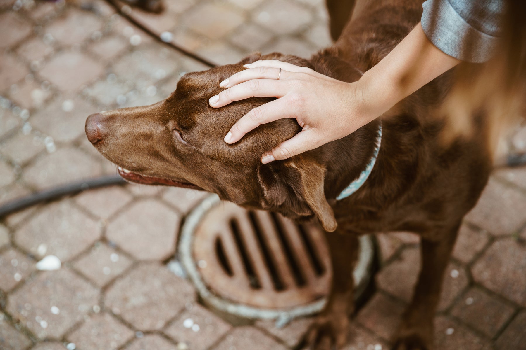 a brown lab dog petting by its owner