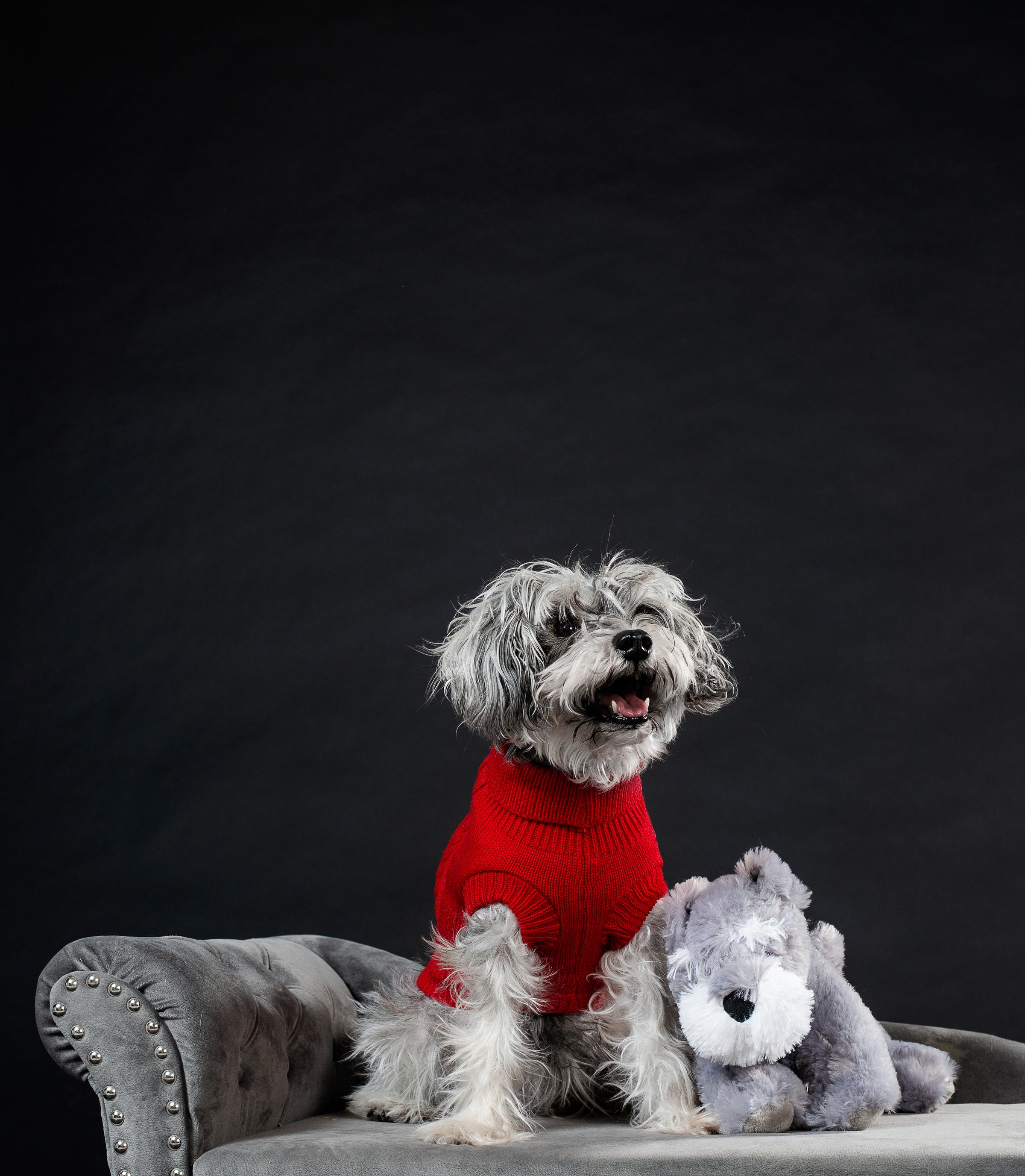 a dog seating on a chair with a red sweater next to a stuffed dog