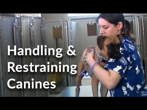Veterinary Technician and Assistant Training: Handling and Restraining Dogs