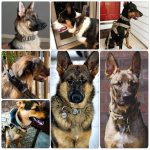 Dog Training Collar Adjustable Tactical Dog Collar And Leash Set Control Handle - Image 6