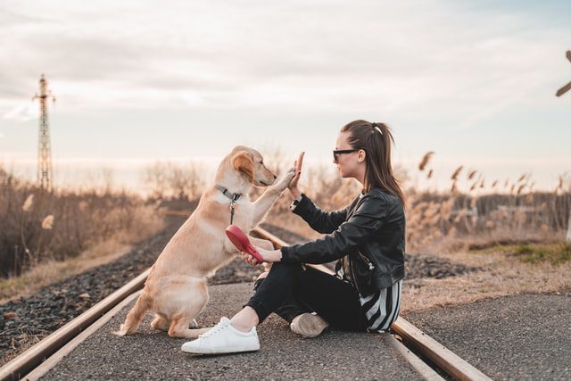 Your Dog And You Also: Advice And Tips
