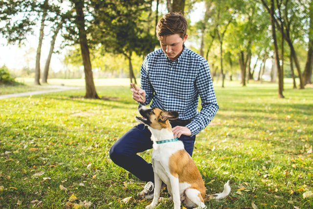 Tips For People That Personal A Dog