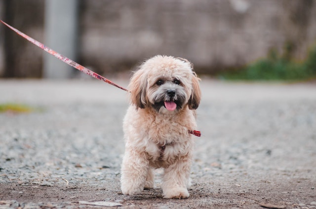 Step-by-step guide to leash training a stubborn pup