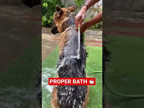 How to give a puppy / Dog bath like a PROFESSIONAL at home | Dog care