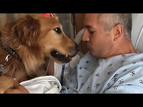 Loyal Dogs Protecting And Caring For Their Owners