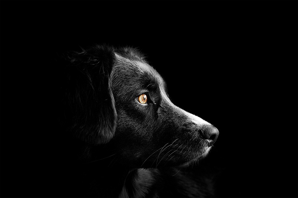 Choosing the Perfect Dog Breed for Your Lifestyle