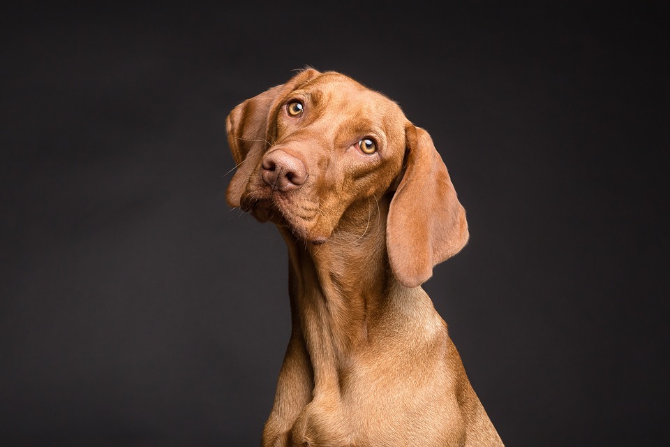 Meet the World’s Smartest Dog Breeds: Canine Intelligence Rankings Revealed
