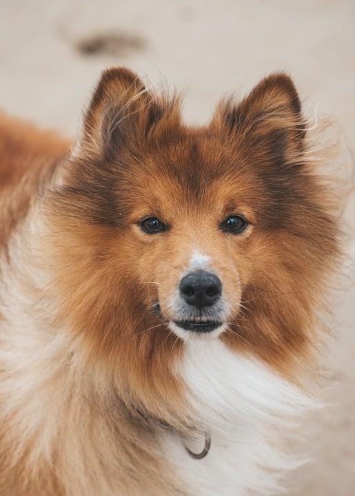 The Benefits of Owning a Dog: How Man’s Best Friend Improves Your Health and Happiness