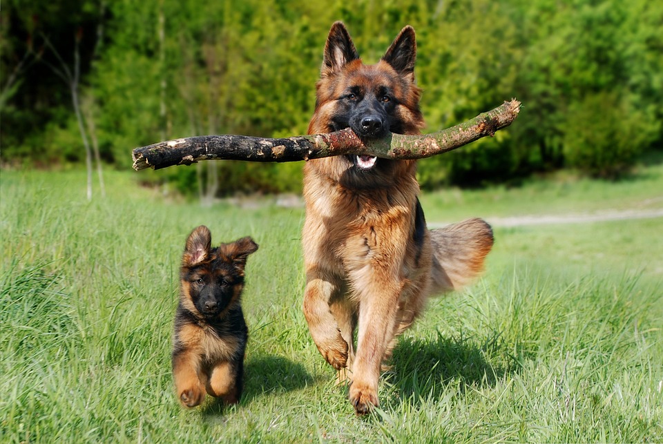 The Surprising Ways Dogs Communicate With Their Owners