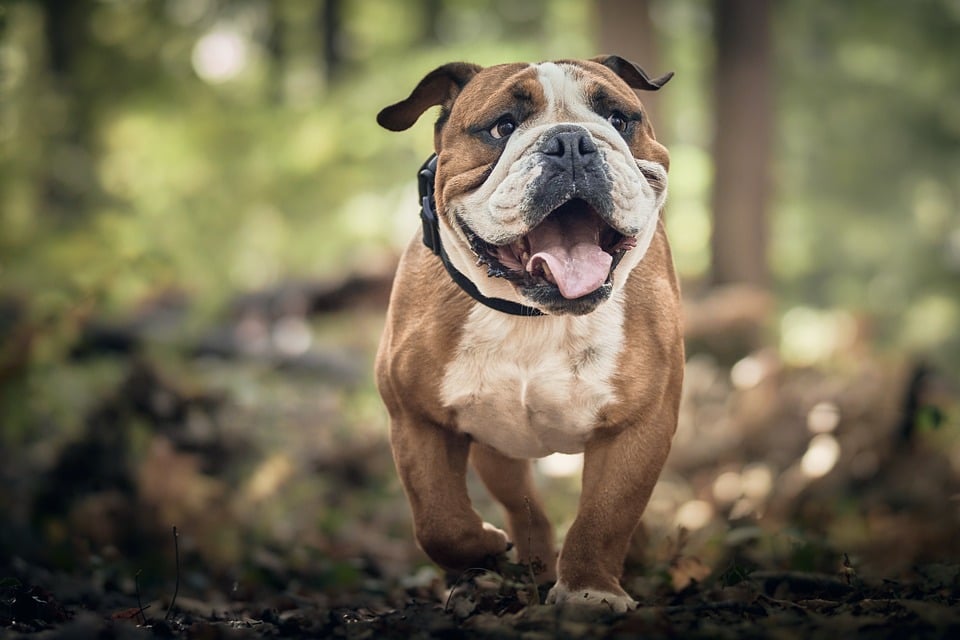 The Power of Therapy Dogs: How These Four-Legged Friends Bring Comfort and Joy