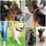 Durable Tactical Dog Collar Leash Set Adjustable Military Pet - Image 5