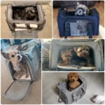 Dog Carrier Bag Soft Side Backpack Pet  Bags Airline Approved Transport - Image 6