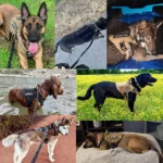 Harness and leash set for large walking dogs - Image 6