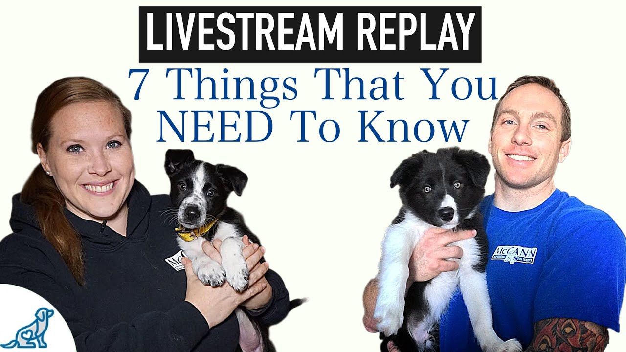 7 Things Puppy Owners Need To Know – Puppy Owners Guide