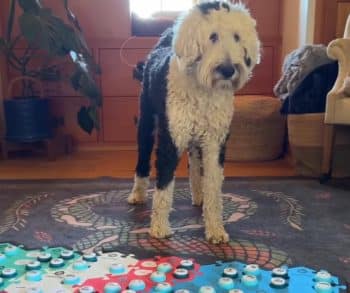 Bunny the Talking Dog’s Mom Reveals What Years of ‘Conversations’ Have Taught Her