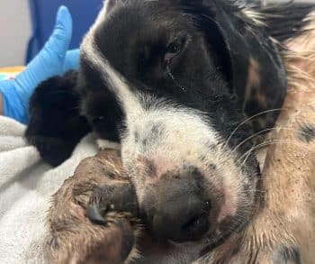 Frightened Young Dog Found in Culvert Finally Has People She Can Trust