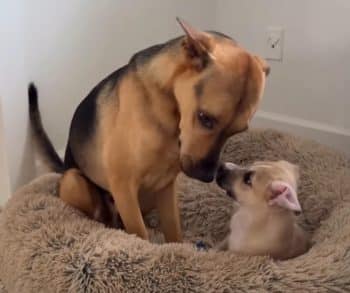 His Family Adopted a Puppy, but This Rescue Dog Is Pretty Sure It’s His Baby